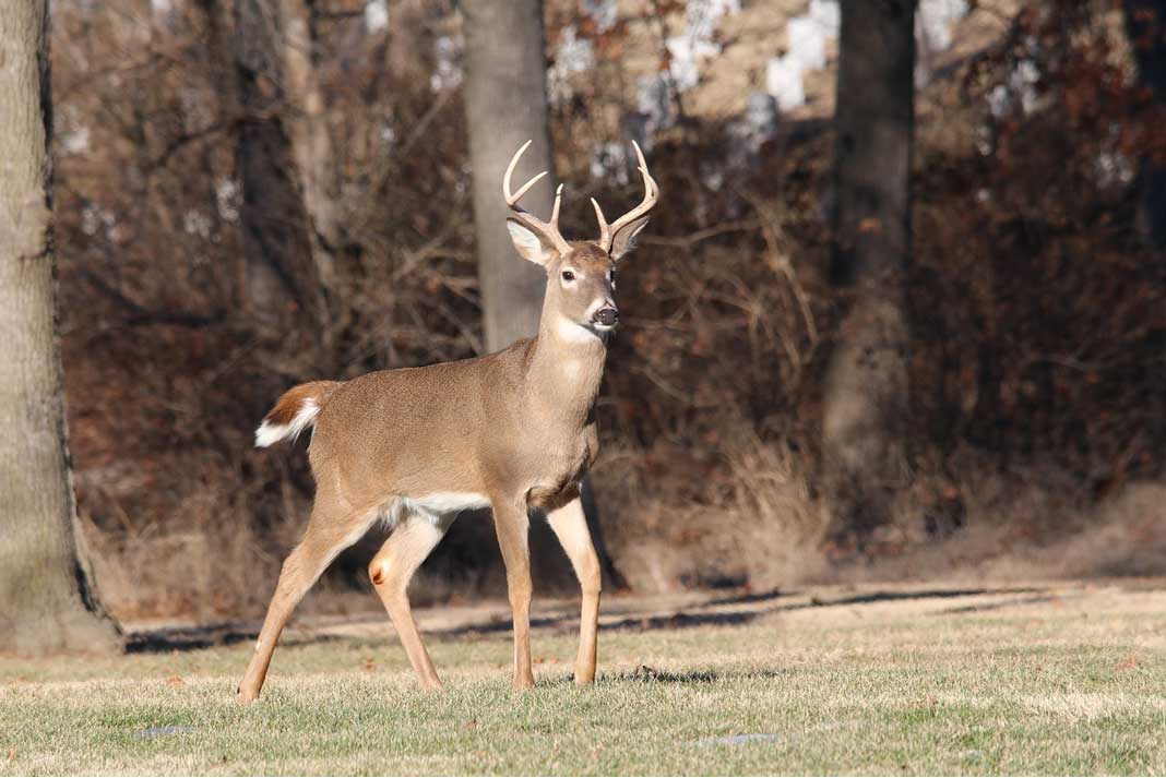 Special Hunts Expand Deer Hunting Opportunities In Minnesota | Outdoor Newspaper