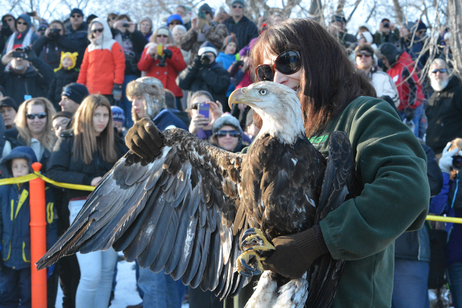 Marge Gibson of Raptor Education Group, Inc. will release up to three rehabilitated bald eagles as part of Bald Eagle Watching Days Jan. 18-19 in Sauk Prairie. - Photo credit: Matt Ahrens