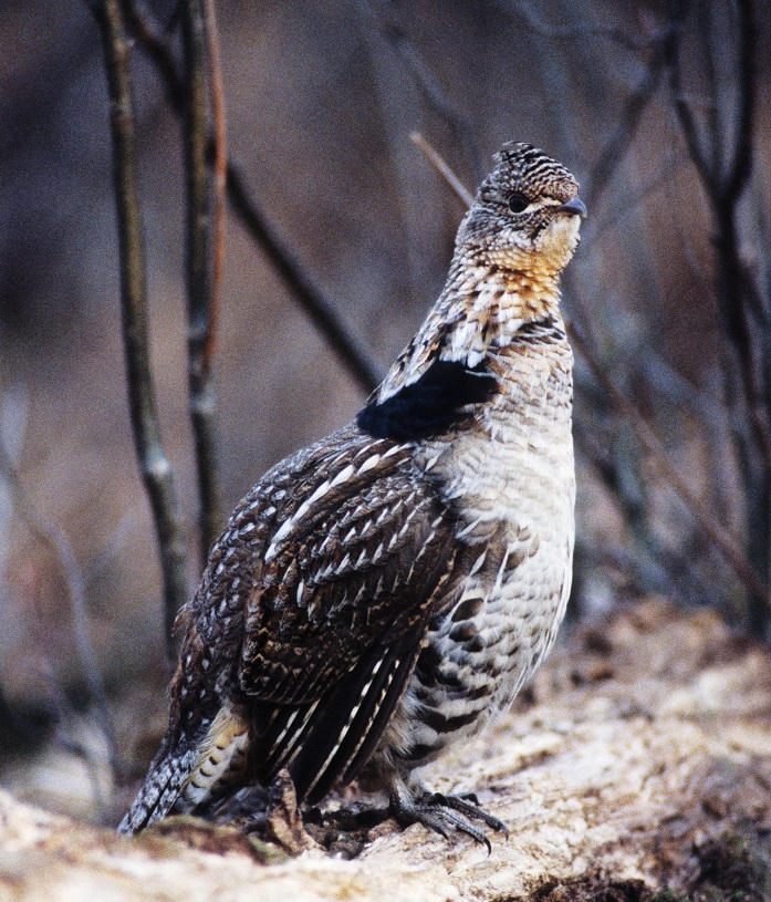 Ruffed Grouse Fround With West Nile Virus.
