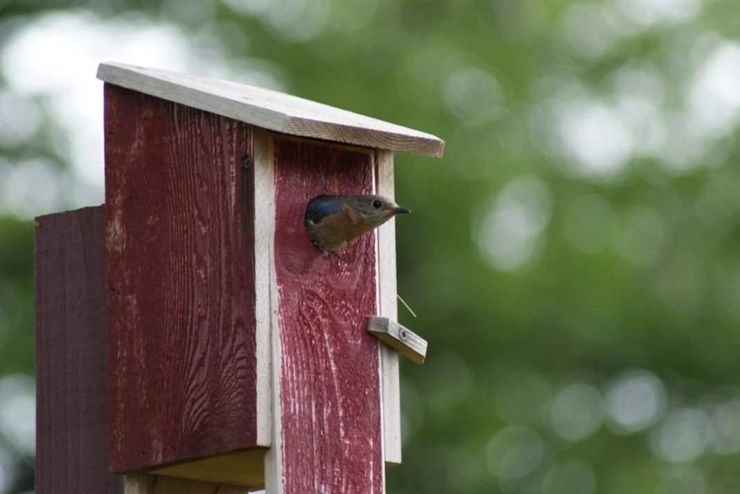 Help a bird build a birdhouse