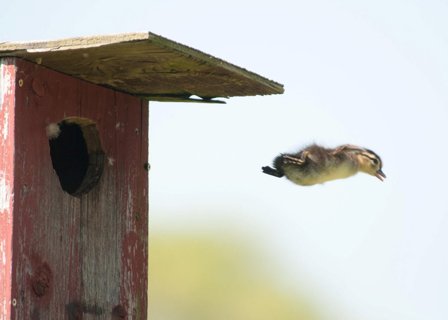 Dscover the best ways to make your nest boxes 