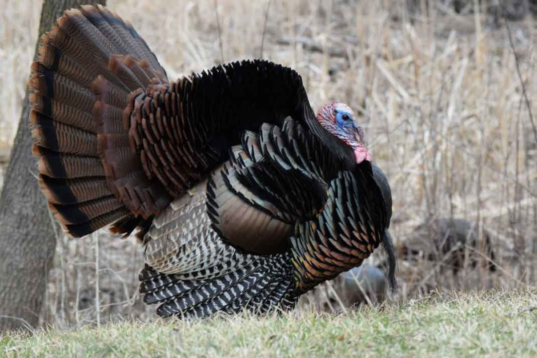 Spring Turkey Hunters Should Practice Safety First for a Safe Hunting Trip | Outdoor Newspaper
