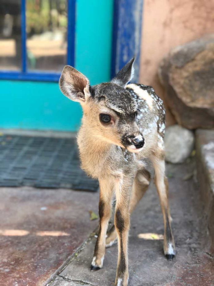 Arizona Orphaned Deer Fawn | Outdoor Newspaper