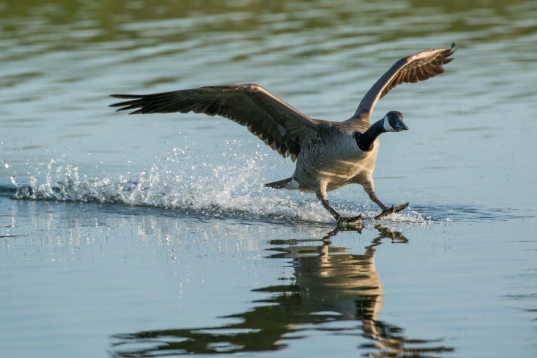 Early Canada Goose Season to Open Sept. 1 in WI.