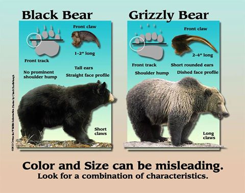 Difference between grizzly bear and black bears Photo by IDFG | Outdoor Newspaper
