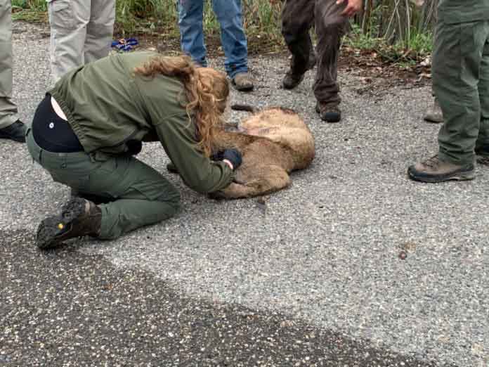 Injured Mountain Lion  | Photo by Andrew Sorensen Idaho Fish and Game