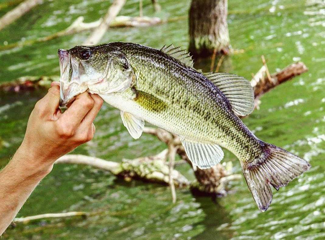 This Spring, It's all About That Bass Fishing -- and Your Basic Gear