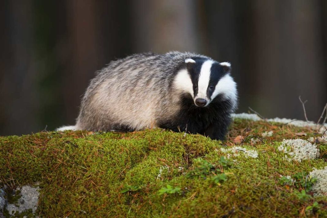 7 cool things you should know about badgers | Outdoor Newspaper