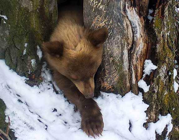 Bear Cub in Spring Photo by IDFG | Outdoor Newspaper