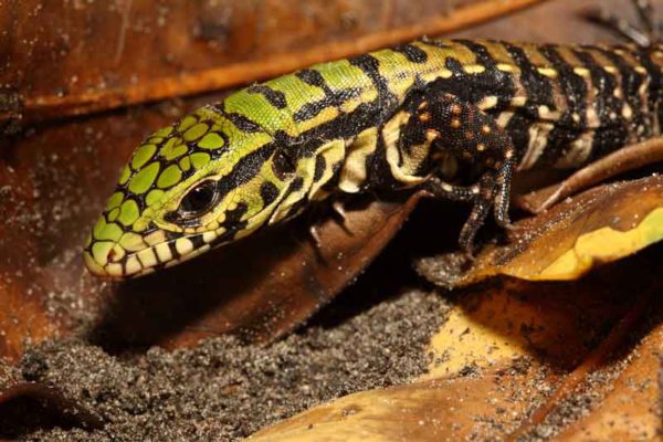 Black and white tegu hatchling - File Photo by Dustin Smith | Outdoor Newspaper