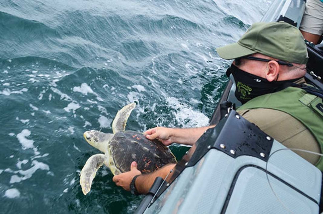 Natural Resources Police Escort Sea Turtles Back to the Wild - Photo by Lauren Moses | Outdoor Newspaper