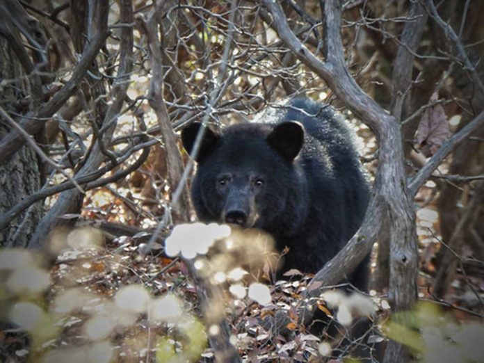 Black Bear Hunt 2020 Concludes in Western Maryland | Outdoor Newspaper