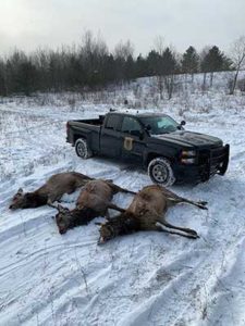 Michigan Men Accused of Poaching Three Elk - Outdoor Newspaper