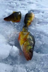 Yellow Perch Utah Ice Fishing - Outdoor newspaper