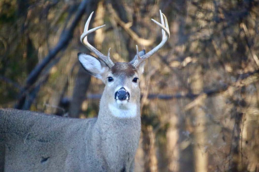 Kentucky Deer Hunting - Outdoor Newspaper