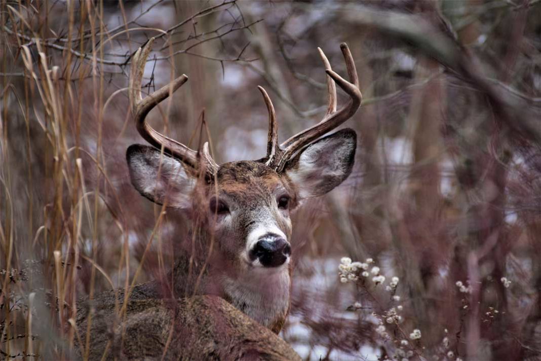 Kentucky Deer Hunting Season Yields a Top-five Harvest Total - Outdoor Newspaper