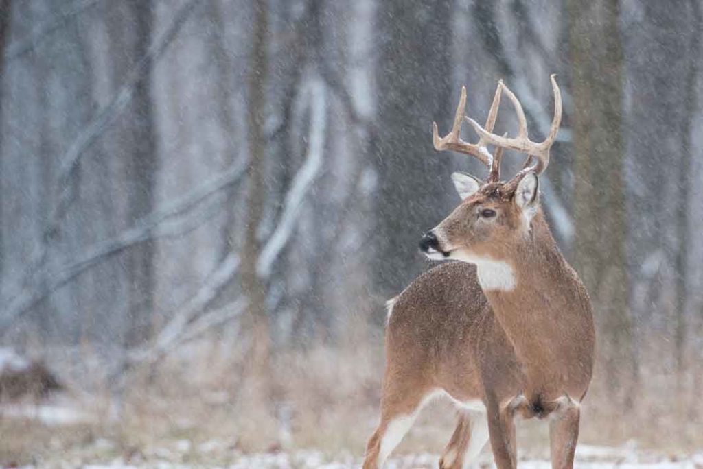 Landowners Can Help Create Better Habitat for Deer - Outdoor Newspaper
