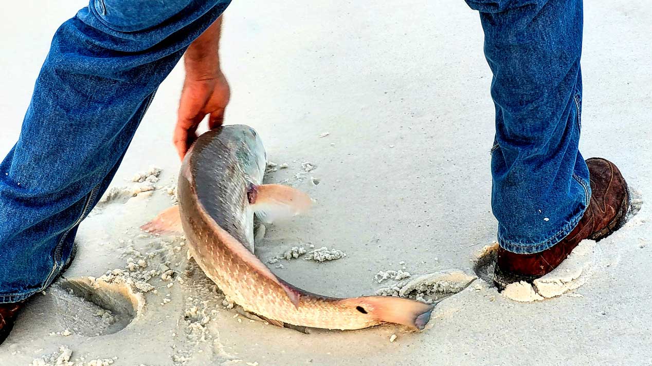 Catch and Release Is Important Due to Fish Kill