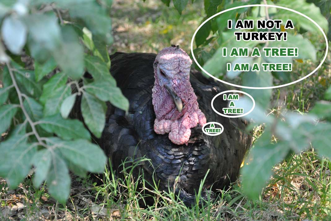  Turkey Hunting Meme - I am Not a Turkey - Outdoor Newspaper