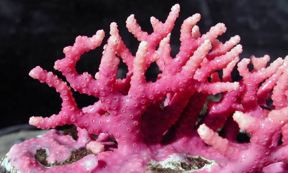The ocean's dwindling corals are estimated to supply shelter and food for 25 percent of all marine life. Photo provided by: Alberto Lindner - NOAA - Boat Stuff Blog